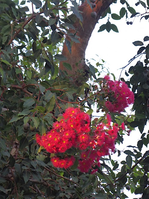 P1090479.jpg