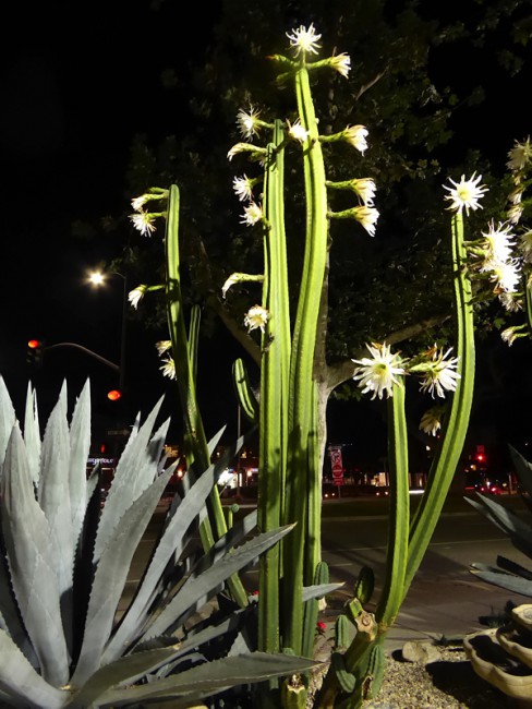 P1090107.jpg