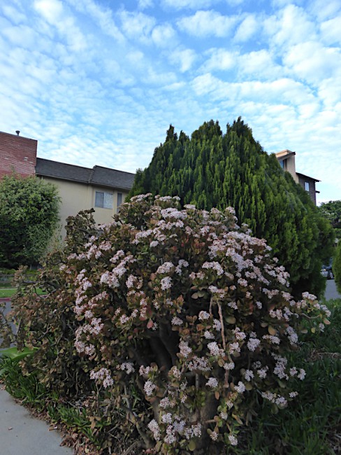 P1090451.jpg