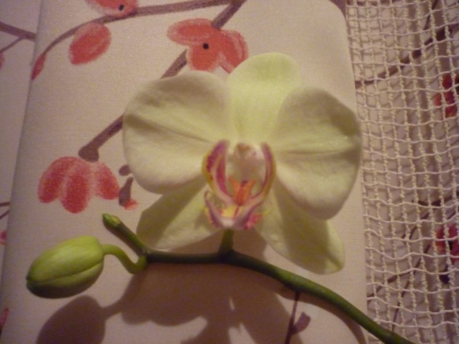 P1260217+.jpg