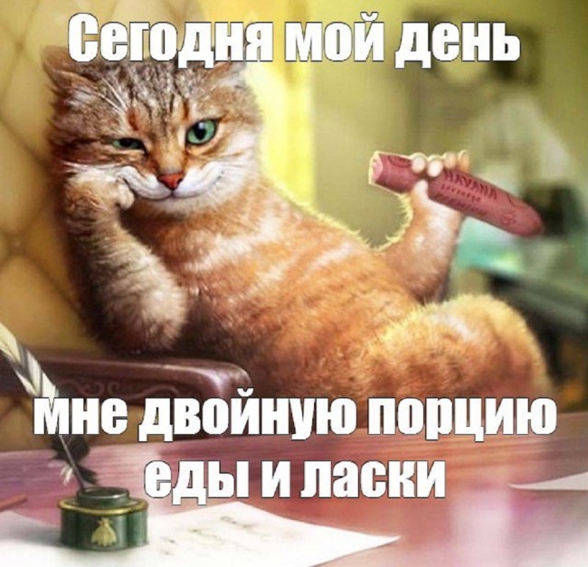 котик