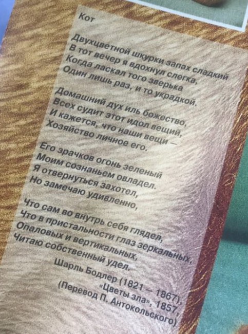 Кот.jpg