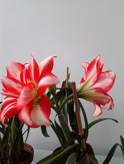 2018-04-25 18.50.11.jpg