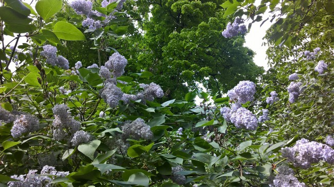 WP_20180429_17_00_30_Pro.jpg