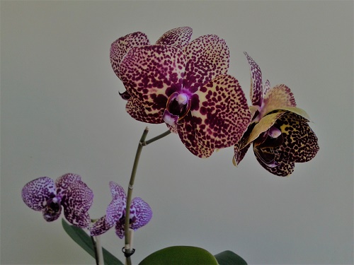 2018-05-02 10.45.50.jpg