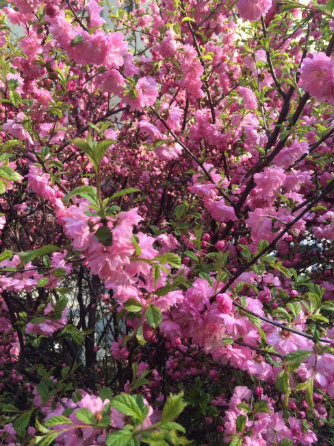 наша находкинская  "сакура"