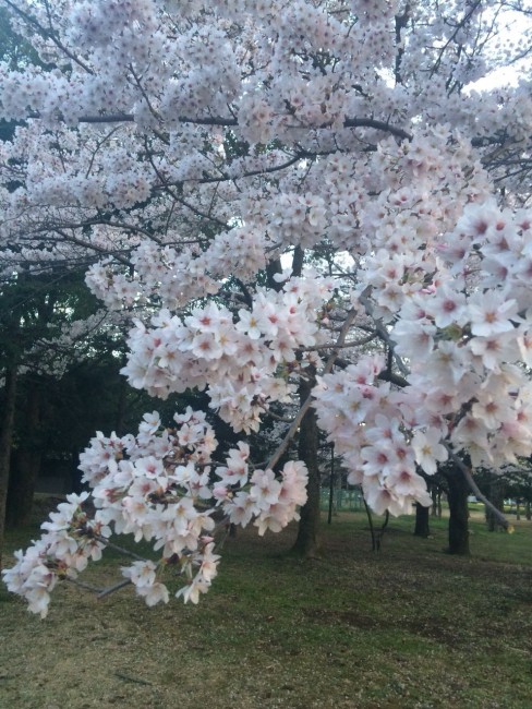 весна 2018 (не наша, а в Японии - конец марта)