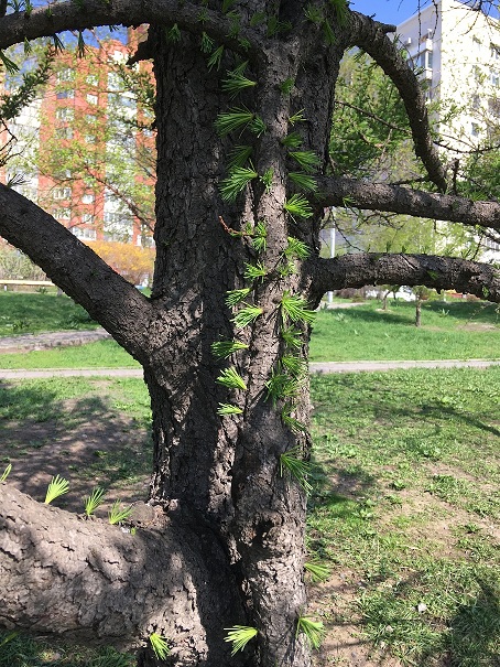 наша лиственница распускается