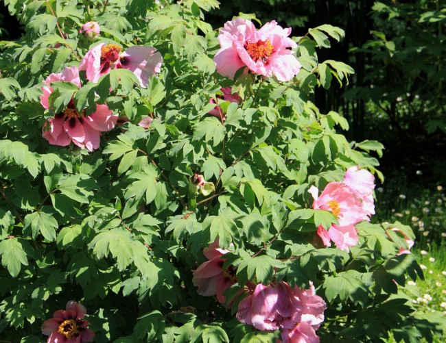 Московские пионы с жёлтой серединкой