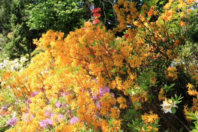 Апофеоз рододендрорный