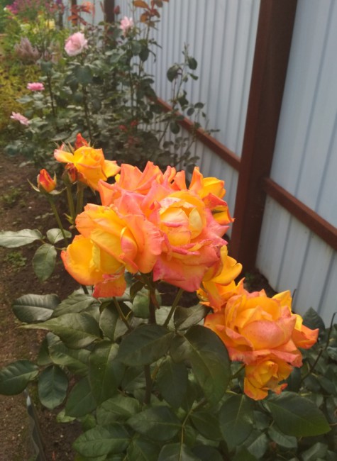 IMG_20180722_151038.jpg