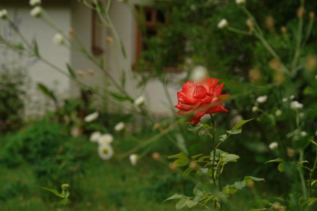 DSC05128.JPG