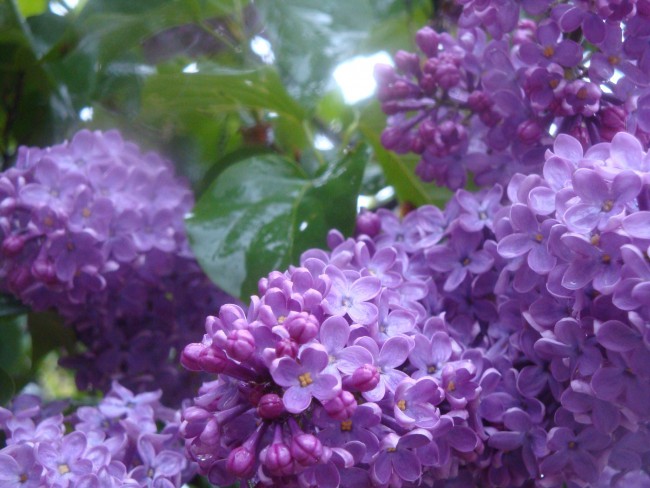 DSC06174.jpg