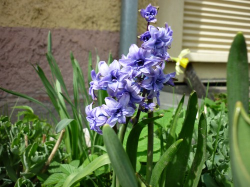 P1020106(1).JPG