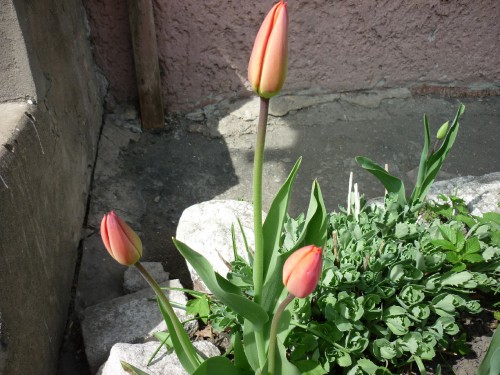 P1020107(1).JPG