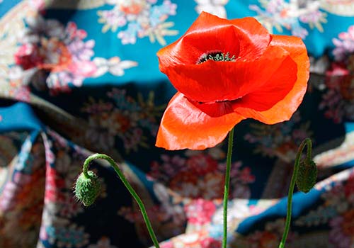 IMG_3216_3.jpg