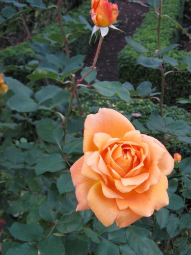 rose.jpg