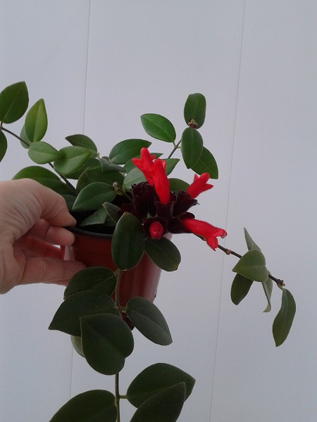 2018-12-02 11.16.30.jpg