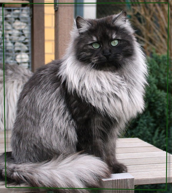 _____ кот.jpg