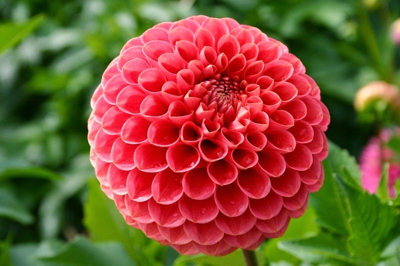 PlantsGeometry04.jpg