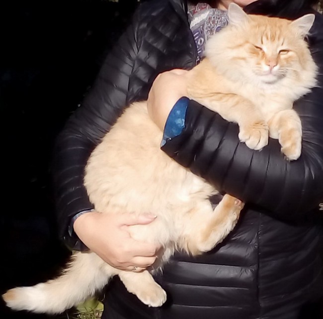 Фокс.jpg