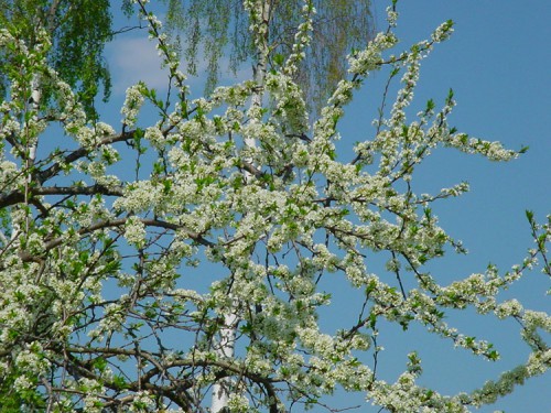 Китайская слива