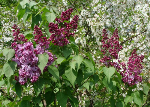 syringa_Ch_J-1.jpg