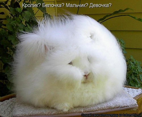 Я бы назвала это- все победивший хомяк(или всех победивший)