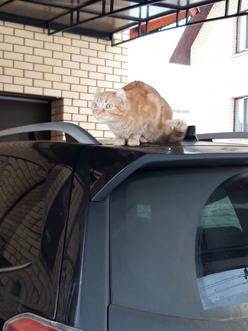 Доброе утро где моя собака.jpg