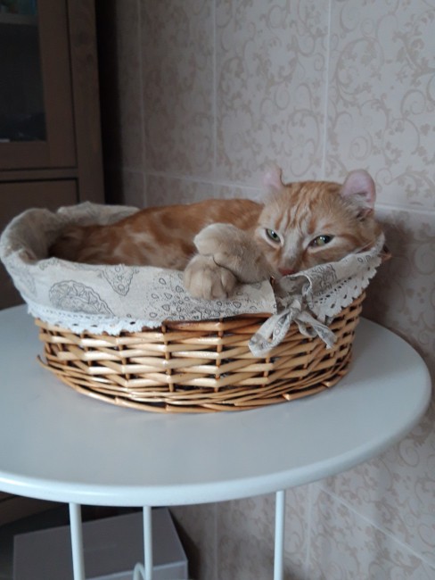 Доброе утро Симба.jpg