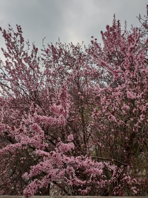 41DB3008-2A32-42C9-A2C0-15F013A07AA0.jpeg