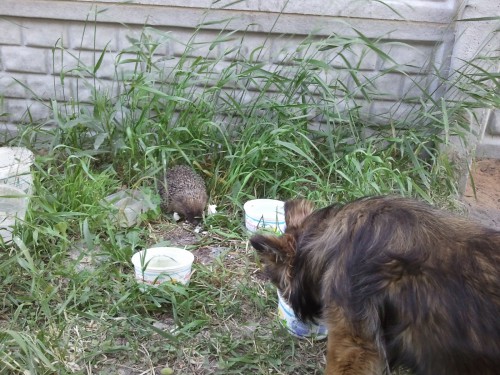 2011-06-04 19.56.32.jpg
