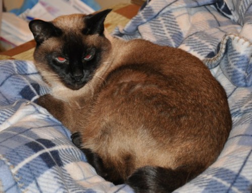 DSC_0066.jpg