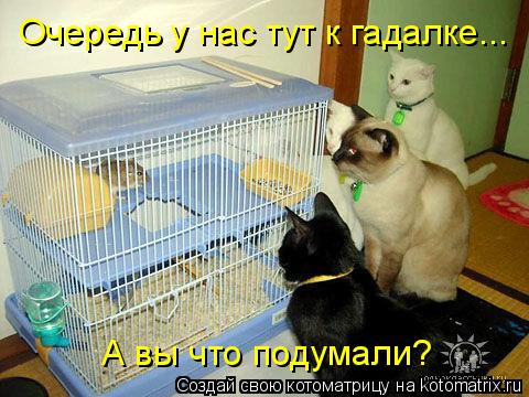 мышь.jpg