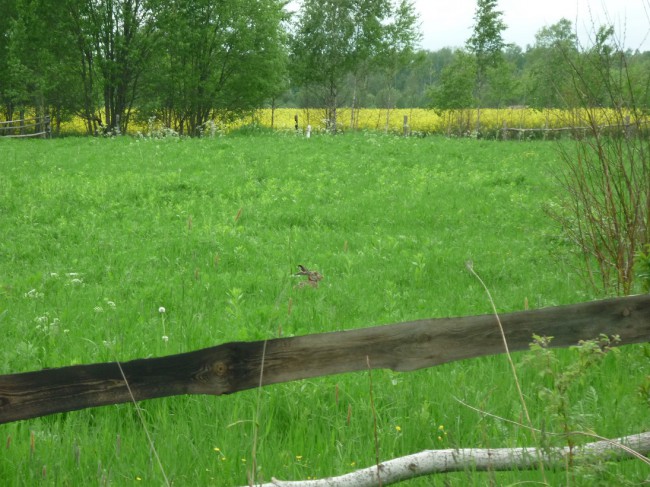 P1290617+.jpg
