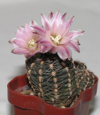 090505_Gymnocalycium_bruchii.jpg