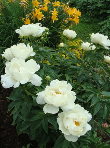 paeonia_PM-3.jpg