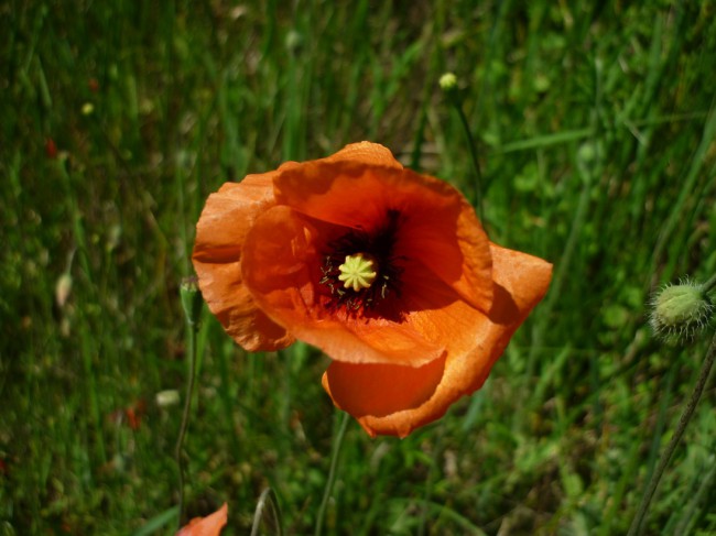 P1290845+.jpg