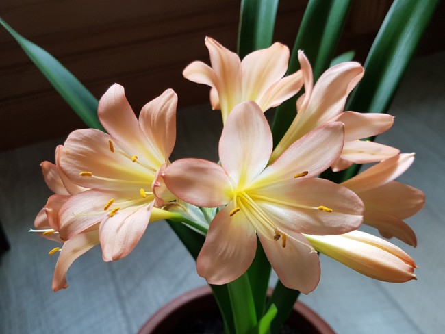 20190526_151126.fDQLV.jpg