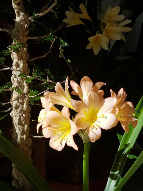 20190601_002738.YInwU.jpg