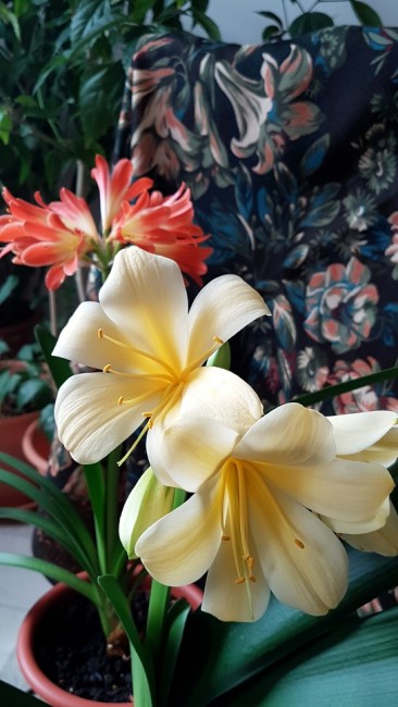 20190303_162143.5b513.jpg