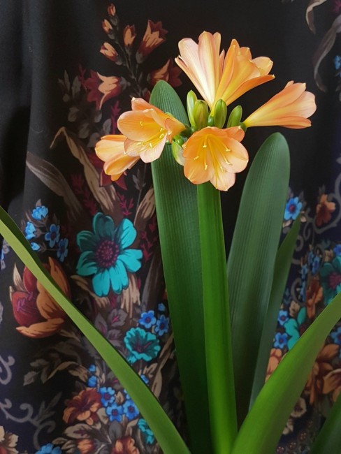 20190624_144250.9ztFv.jpg