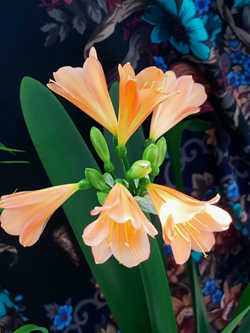 20190626_134301.ylByJ.jpg