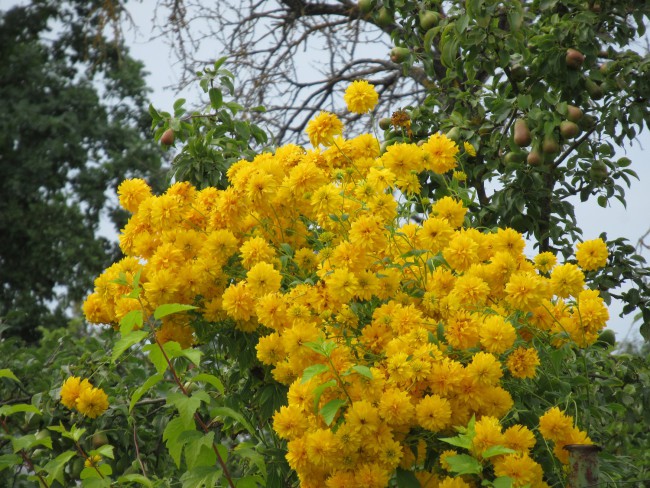 IMG_3374_1.jpg