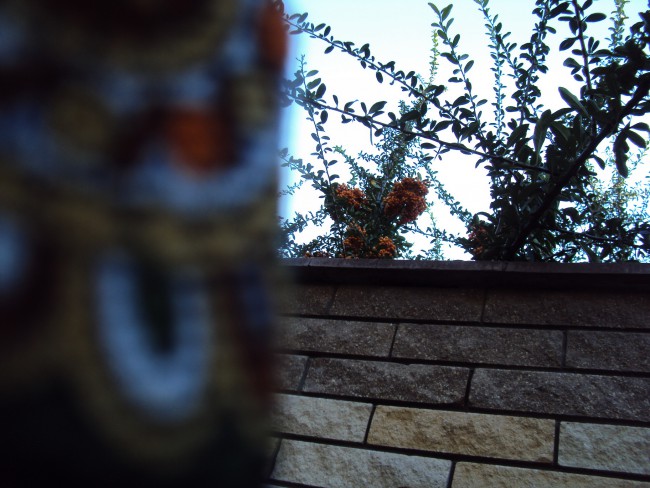 Сентябрьская облепиха и плат Классический.JPG