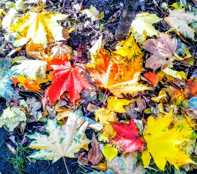 IMG_20191005_230217.jpg