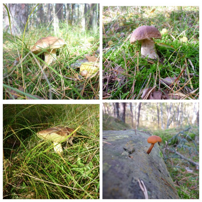 MyCollages (54).jpg