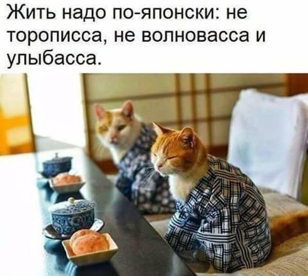 киса.jpg