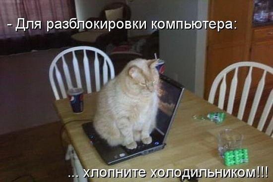 кот и комп.jpg