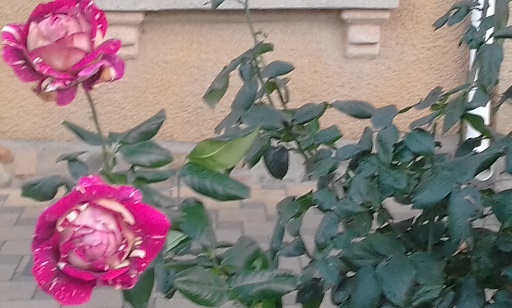 20191110_163732.jpg